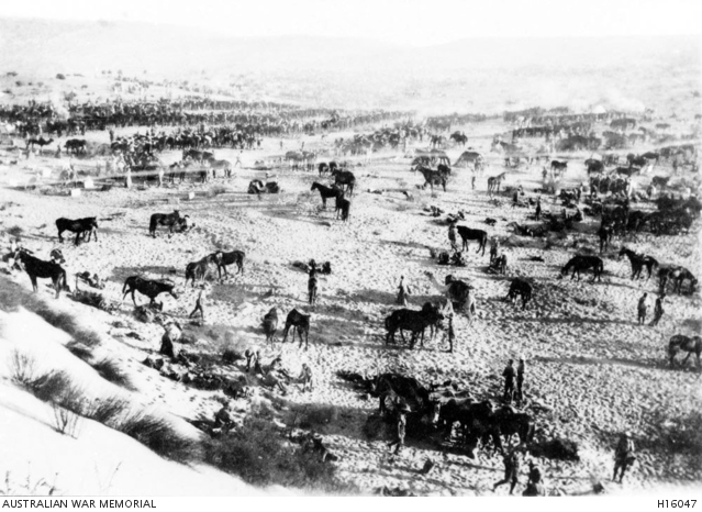 Australian troops at Maghara 1916
