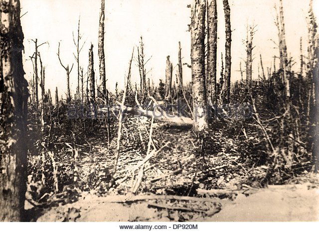 parts-of-the-destroyed-bois-des-corbeaux-raven-forest-east-of-le-mort-dp920m